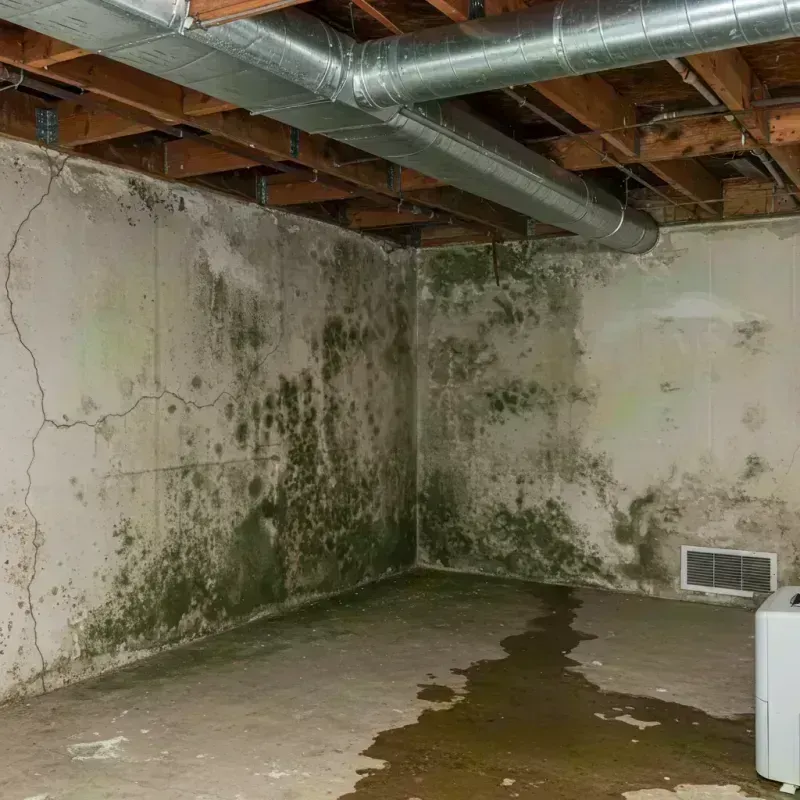 Professional Mold Removal in Peabody, KS